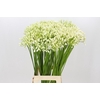 Agapanthus Casablanca