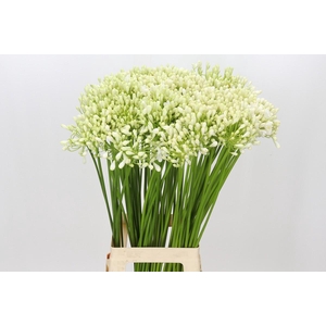 Agapanthus Casablanca