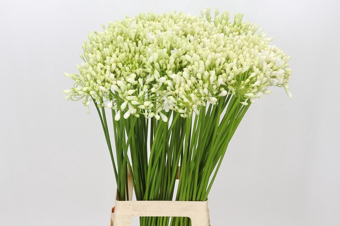 <h4>Agapanthus Casablanca</h4>