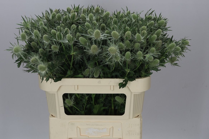 <h4>Eryngium Whit Lagoon</h4>
