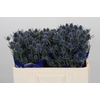 Eryngium Blue Dynamite