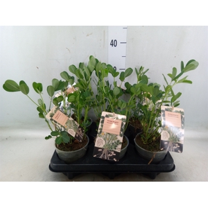 Arachis hypogaea