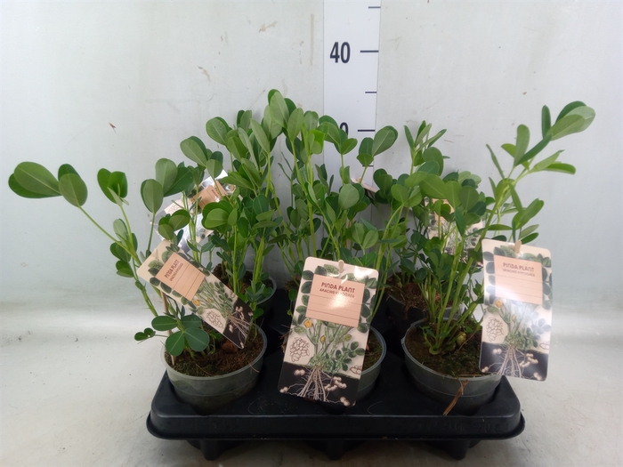 <h4>Arachis hypogaea</h4>