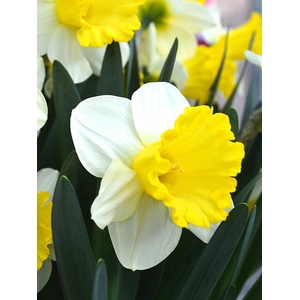 NARCISSUS INCOMPARABILIS