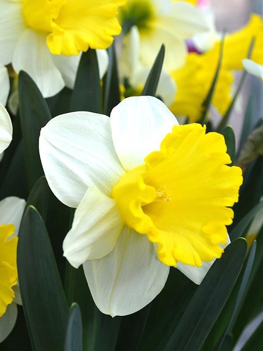 <h4>NARCISSUS INCOMPARABILIS</h4>