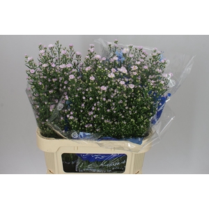 Aster Claudia