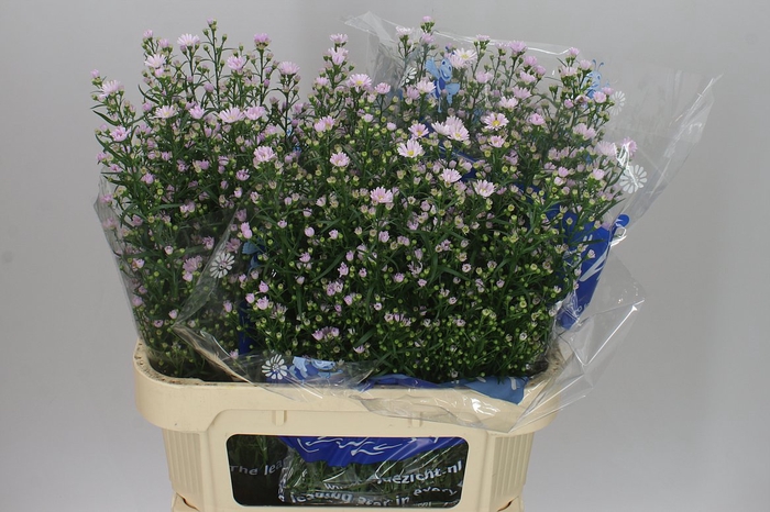 <h4>Aster Claudia</h4>