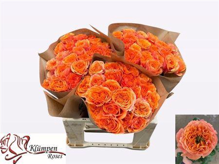 <h4>R Gr Southpark</h4>