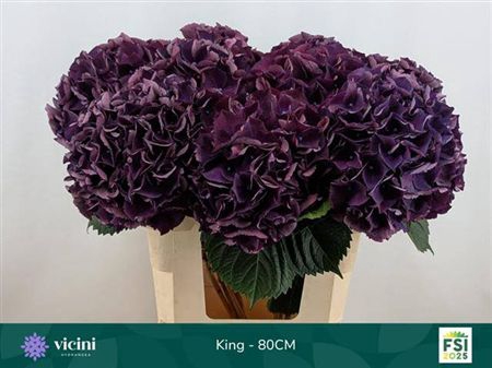 Hydr M Royal King