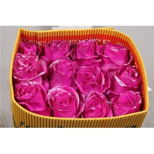 R Gr Nacar Hot Pink Ec