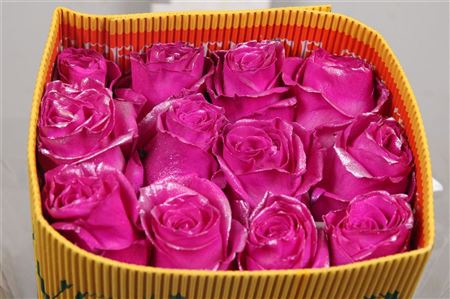 <h4>R Gr Nacar Hot Pink Ec</h4>