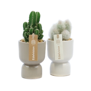 Cactus 5,5 cm in kyoto pot met grind en etiket