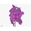 VANDA NI HOT PINK