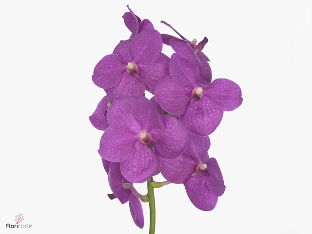 VANDA NI HOT PINK