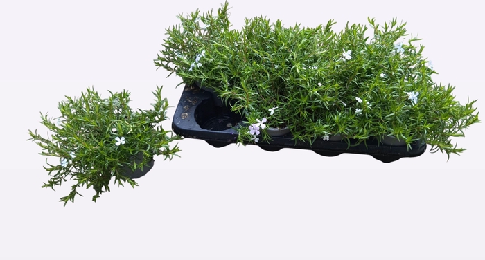 <h4>PHLOX S FAB ROSE</h4>
