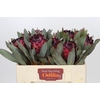 Protea Barbigera Ruby Princess Air