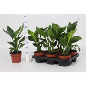 STRELITZIA REGINAE