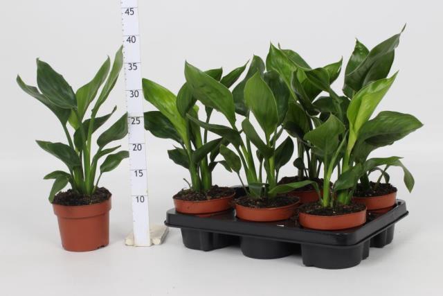 <h4>STRELITZIA REGINAE</h4>