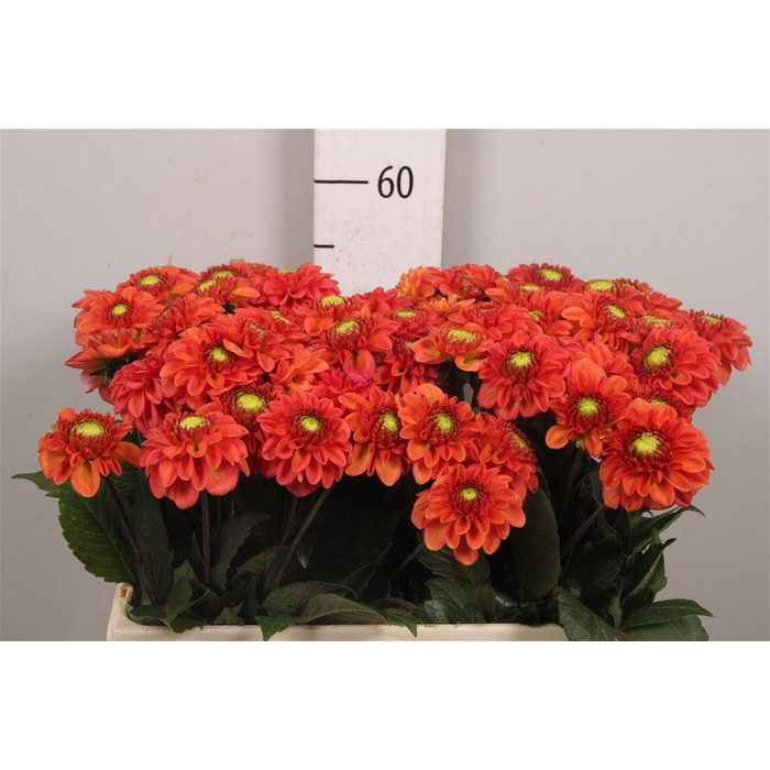 <h4>Dahl Orange Fox</h4>