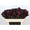 Leucadendron Saf Sunset Dark R.