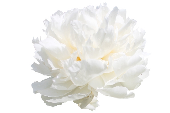 <h4>Paeonia Bowl Of Cream</h4>