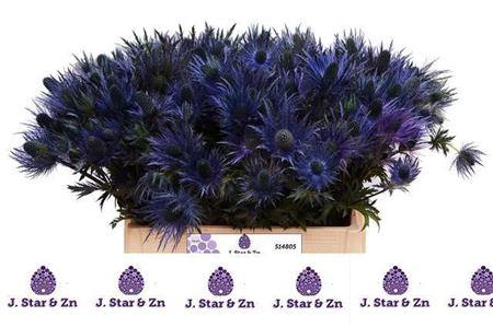 <h4>Eryn Alpinum</h4>