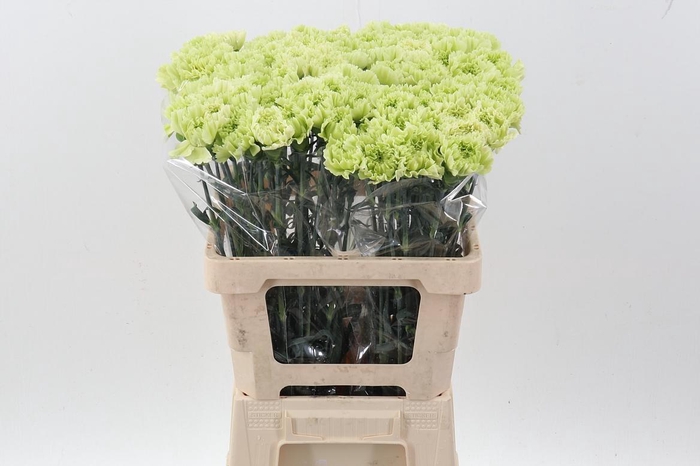 <h4>Di St Lady Moire IT</h4>