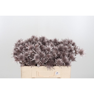 Eryn Supernova Kl Bh Champagne