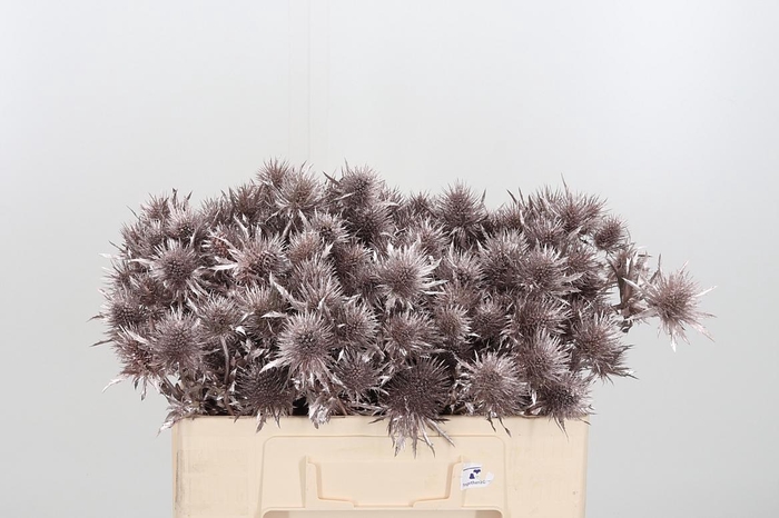 <h4>Eryn Supernova Kl Bh Champagne</h4>