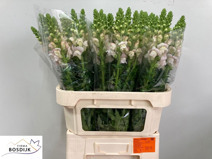 <h4>ANTIR COSTA SILVER</h4>