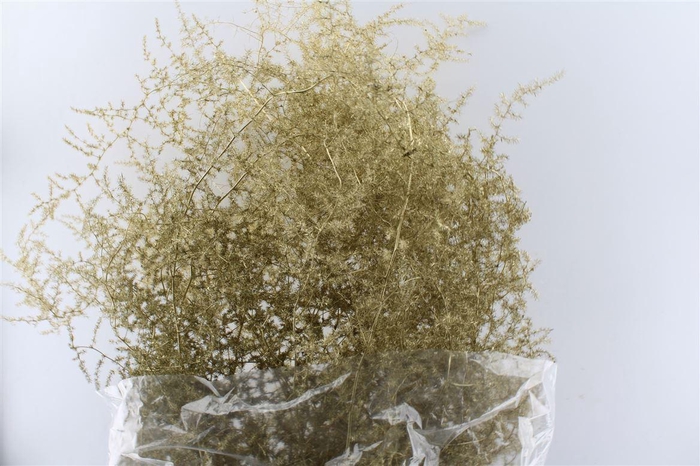 <h4>Asparagus Wilde Gold</h4>