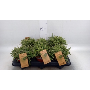 Rhipsalis baccifera subsp. horrida