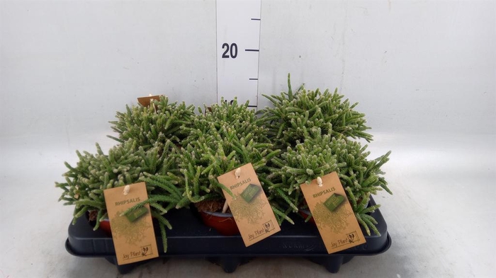 <h4>Rhipsalis baccifera subsp. horrida</h4>