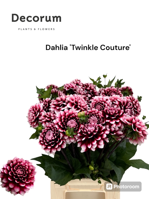 <h4>Dahlia Twinkle Magic 566</h4>