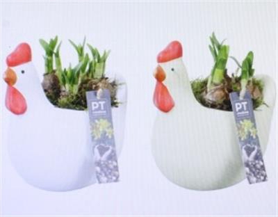 <h4>7090 Tete X4 Kippie Mix</h4>