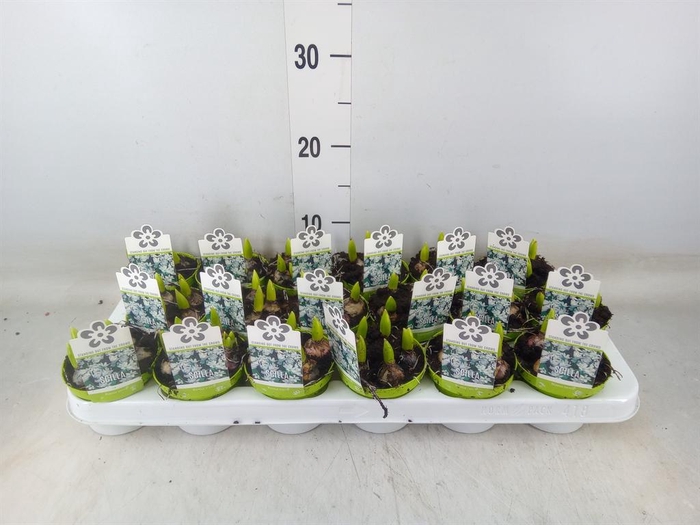 <h4>Scilla mischtschenkoana</h4>