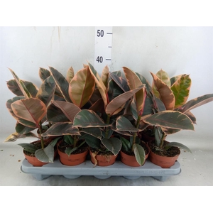 Ficus elastica 'Belize'