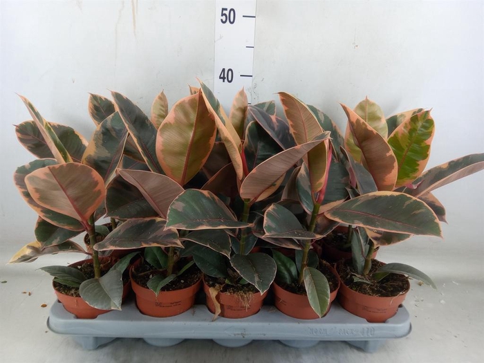 <h4>Ficus elastica 'Belize'</h4>