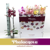 Phalaenopsis gemengd