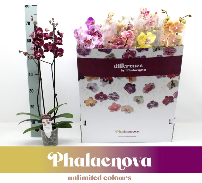 Phalaenopsis gemengd