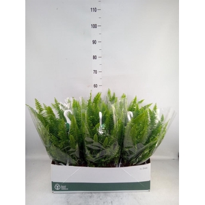 Nephrolepis exal. 'Sonata'