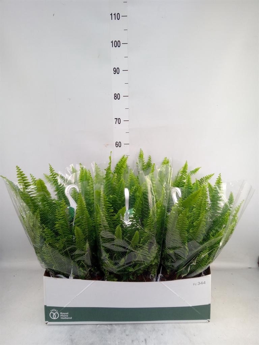 <h4>Nephrolepis exal. 'Sonata'</h4>