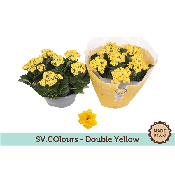 Kalanchoë Double Yellow in SV.COloursleeve
