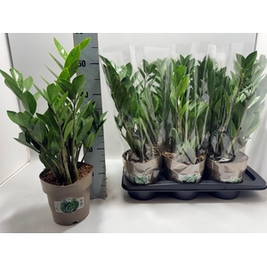 ZAMIO ZAMIIFOLIA