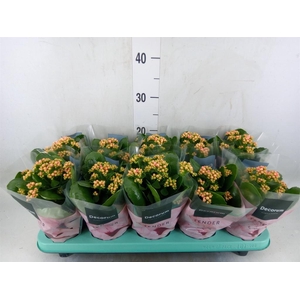 Kalanchoe blos. 'Serenity Salmon'