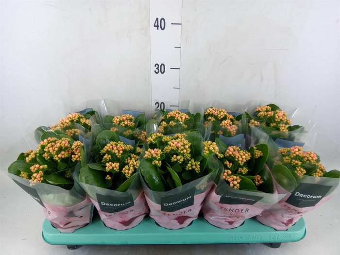 <h4>Kalanchoe blos. 'Serenity Salmon'</h4>