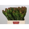 Leucadendron Laurel Yellow