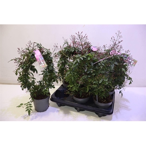 arr8 Jasm Polyanthum Rz Mirror