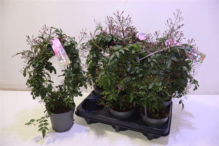 <h4>arr8 Jasm Polyanthum Rz Mirror</h4>