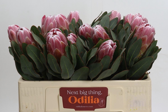 <h4>PROTEA CARNIVAL</h4>